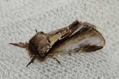Pheosia gnoma