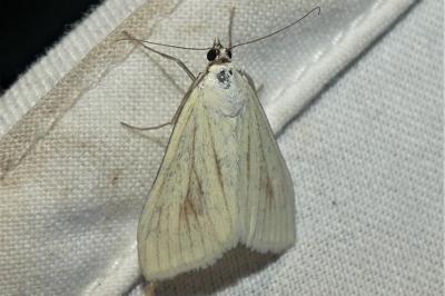 Sitochroa palealis