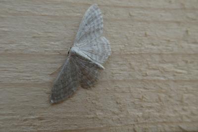 Idaea subsericeata