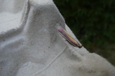 Oncocera semirubella