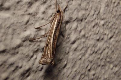 Ancylolomia tentaculella