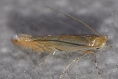 Phyllonorycter messaniella