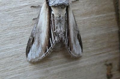Pheosia tremula