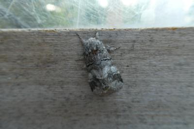 Drymonia querna