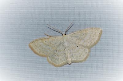 Scopula immutata