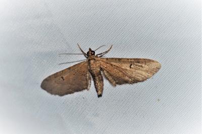 Eupithecia