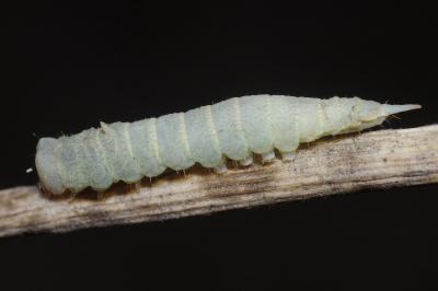 Watsonalla uncinula