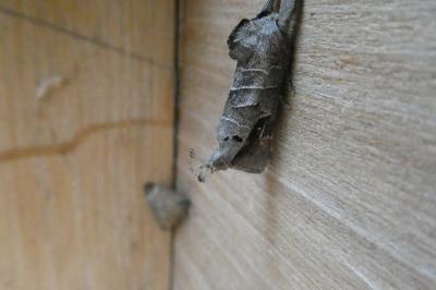 Clostera anachoreta