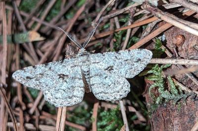 Hypomecis roboraria