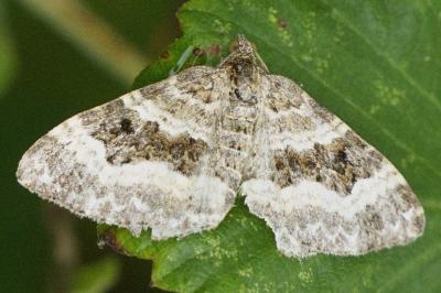 Epirrhoe alternata