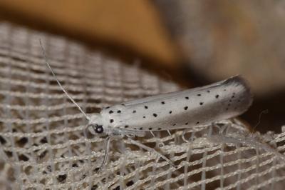 Yponomeuta rorrella