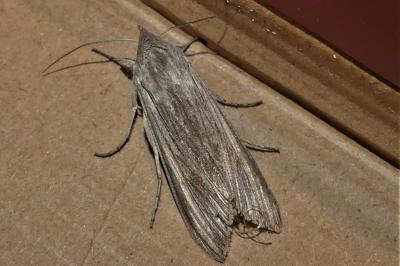 Cucullia umbratica
