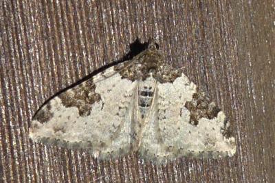 Xanthorhoe fluctuata