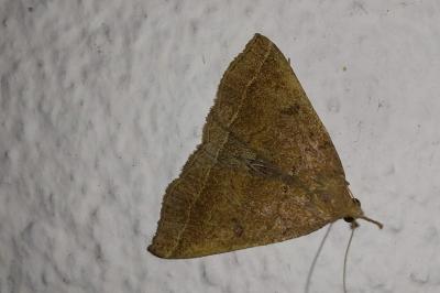 Polypogon plumigeralis
