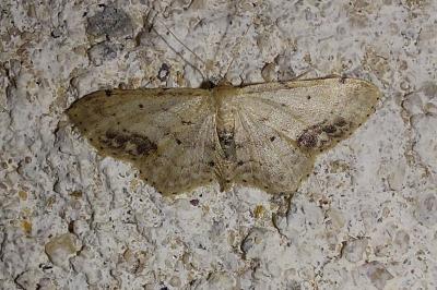 Idaea dimidiata