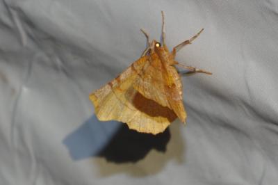 Selenia dentaria