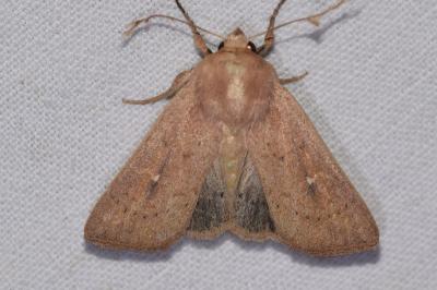 Mythimna ferrago