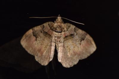 Catarhoe rubidata