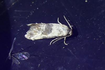 Cochylis posterana
