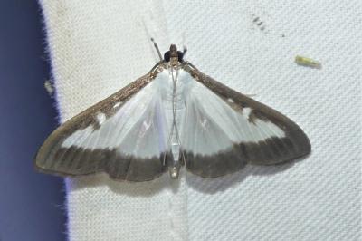 Cydalima perspectalis