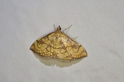 Anania verbascalis