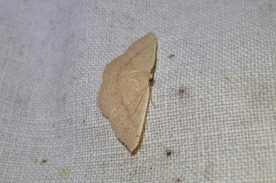 Cyclophora puppillaria
