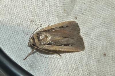 Ochropleura leucogaster