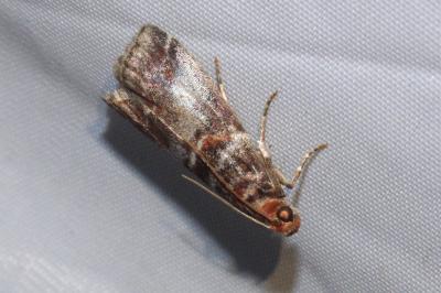 Acrobasis advenella