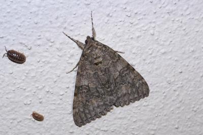 Catocala nupta