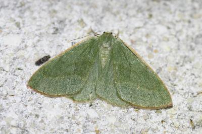 Hylaea fasciaria