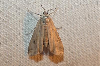 Cataclysta lemnata