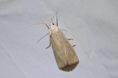 Calamotropha paludella