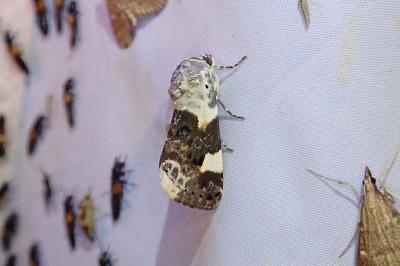 Acontia lucida