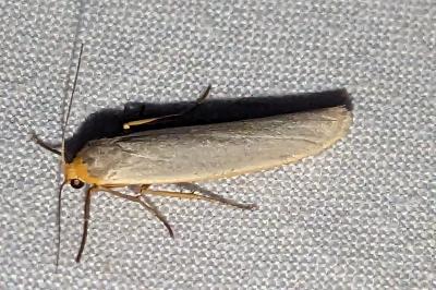 Eilema caniola