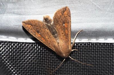 Mythimna unipuncta
