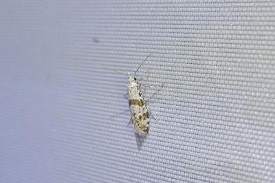 Scythropia crataegella