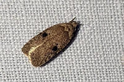 Agonopterix propinquella