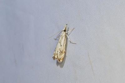 Catoptria falsella