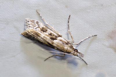 Eudonia angustea