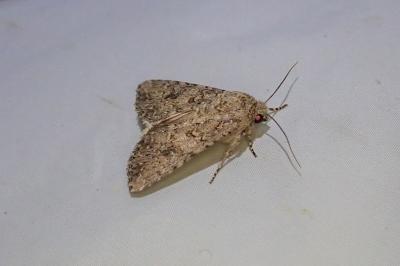 Anarta trifolii
