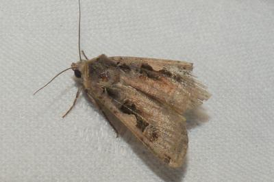 Xestia c-nigrum