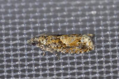 Epinotia immundana