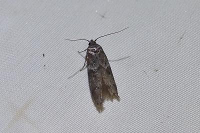 Blastobasis phycidella