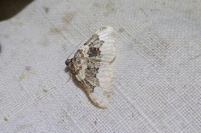 Epirrhoe galiata