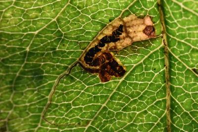 Stigmella pyri