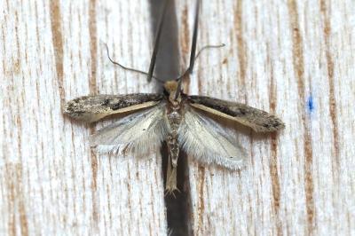 Monopis crocicapitella