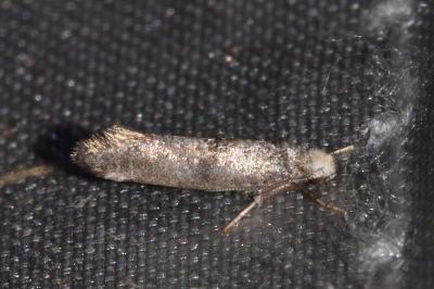 Paraswammerdamia nebulella