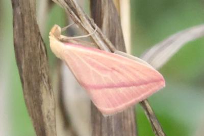 Rhodometra sacraria