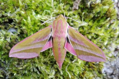 Deilephila elpenor