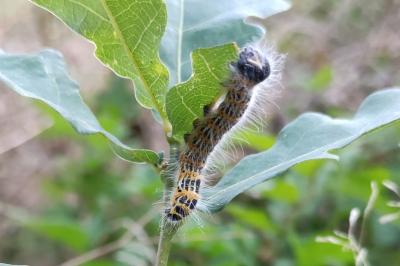 Phalera bucephala